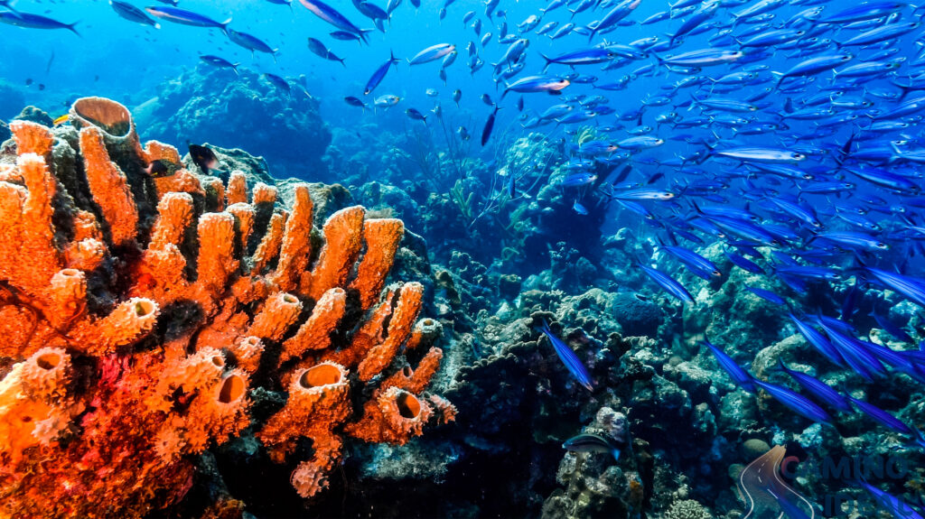 La Gran Barrera de Coral en Australia, peces y corales, un espectaculo increíble