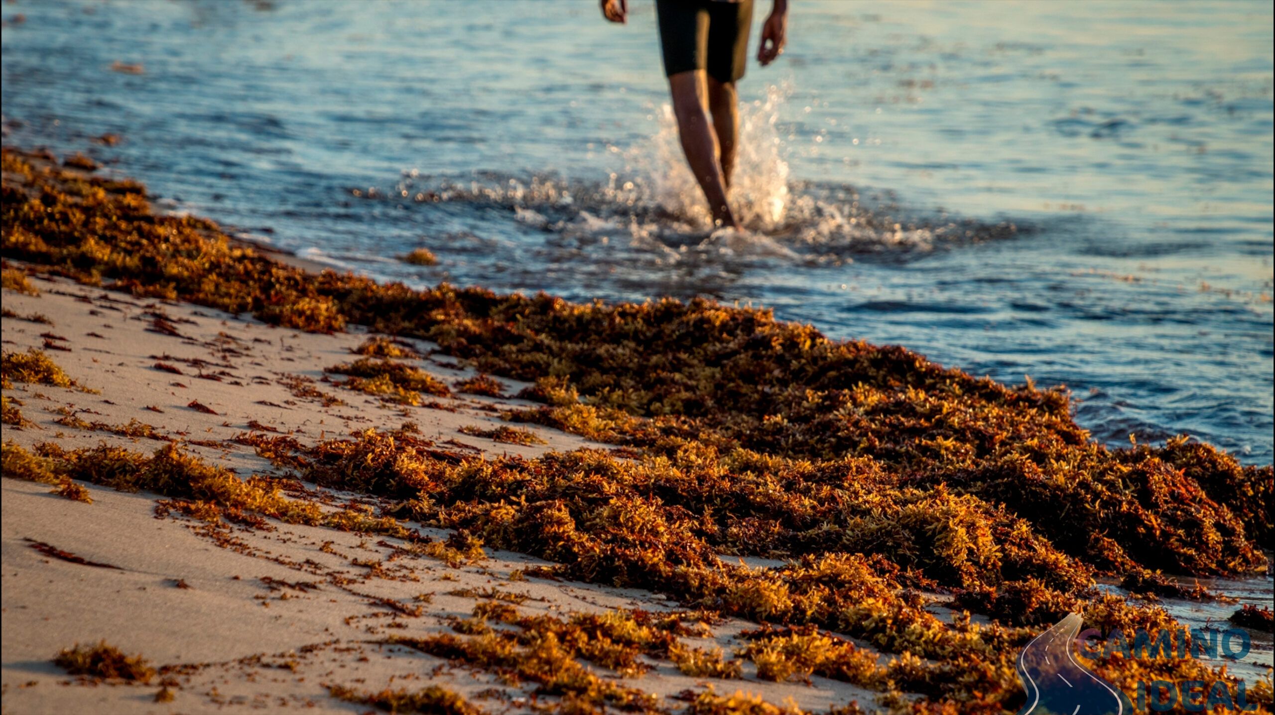 Pies de una persona caminando por el mar, en la arena se puede ver sargazo