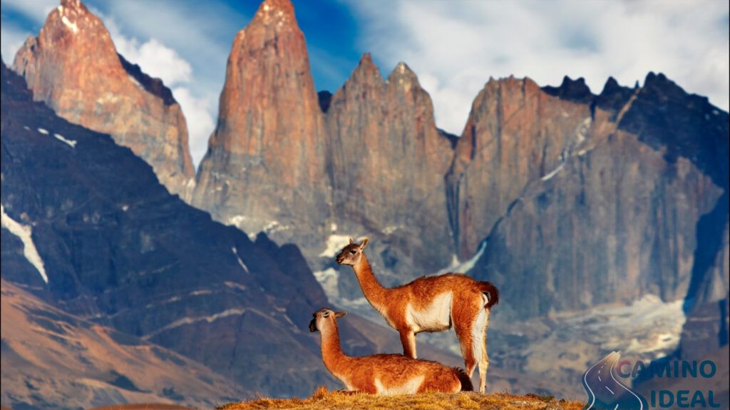 Animales en Torres del Paine