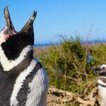 Pingüinos desde muy cerca en la Península de Valdés