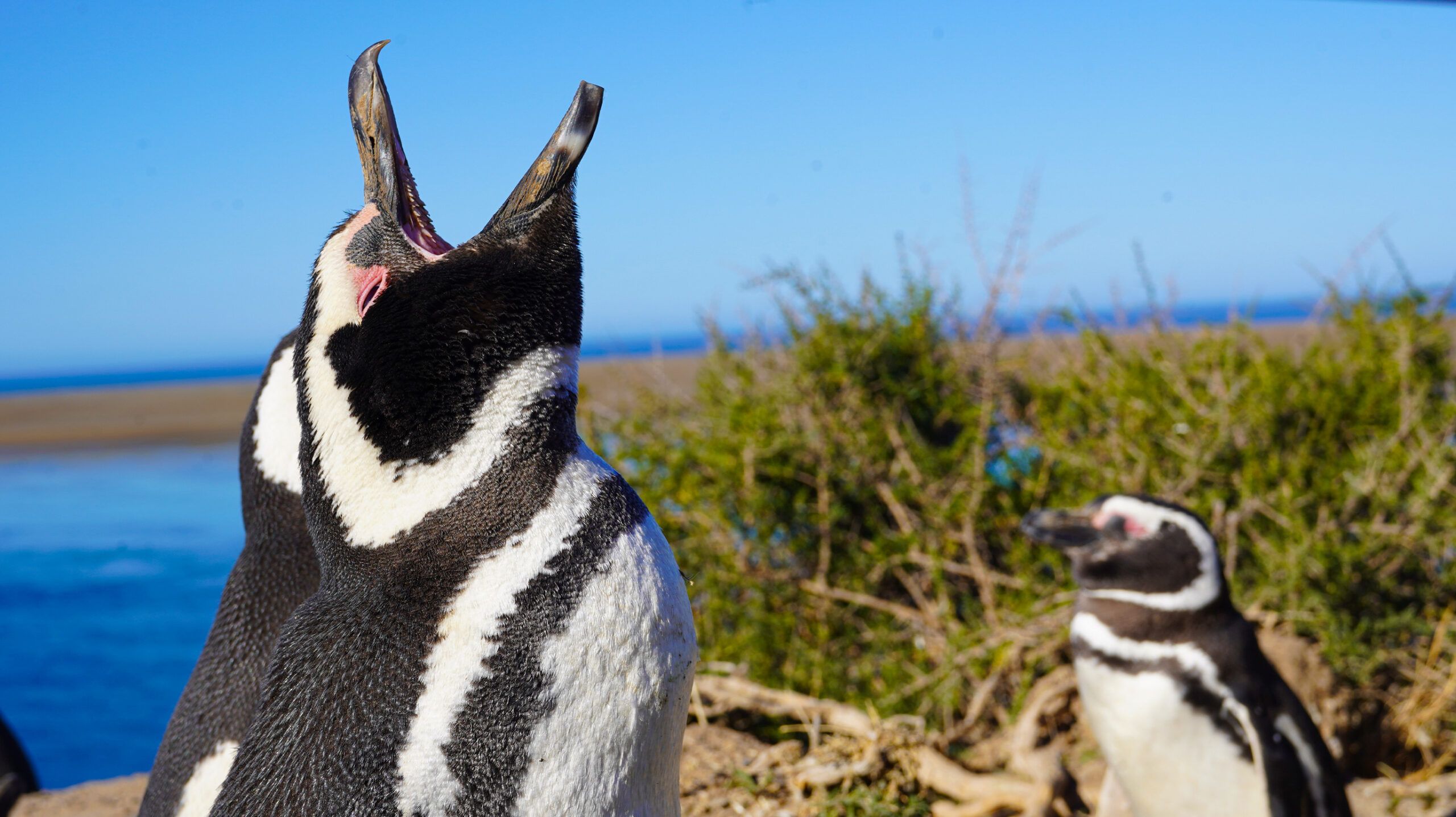 Pingüinos desde muy cerca en la Península de Valdés