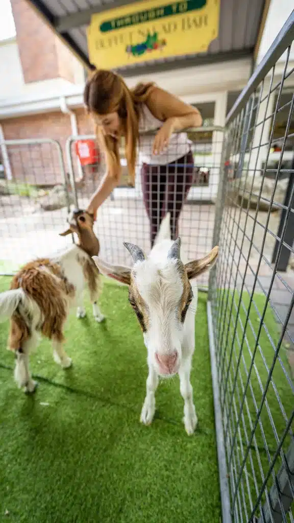 Noeli con las cabras en el corral antes de la clase de Goat Yoga